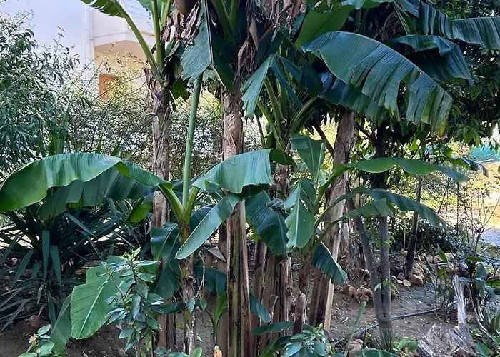 κομψό πέτρινο για ζευγάρια - Iv Χανιά